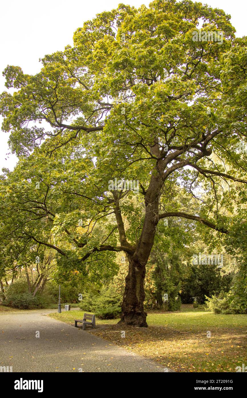 Vecchio albero e panca del parco 18.10.2023 Bialystok Polonia. Natura e luogo romantico nel parco cittadino. Foto Stock