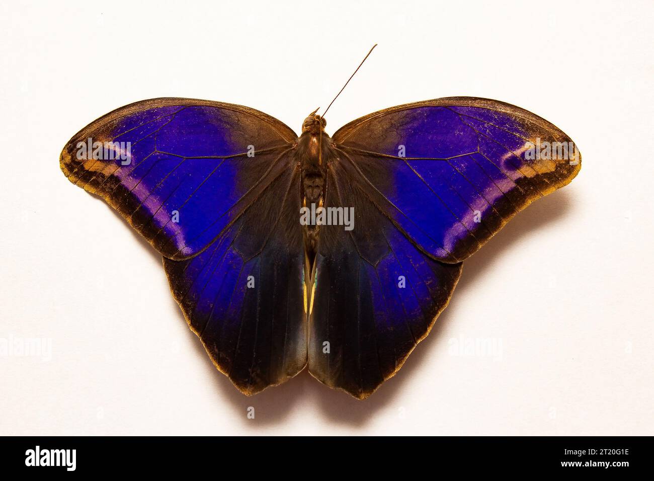 Goiânia, Goias, Brasile – 15 ottobre 2023: Una farfalla a occhio di bue con ali blu aperte su una superficie bianca. Eryphanis reevesii. Foto Stock