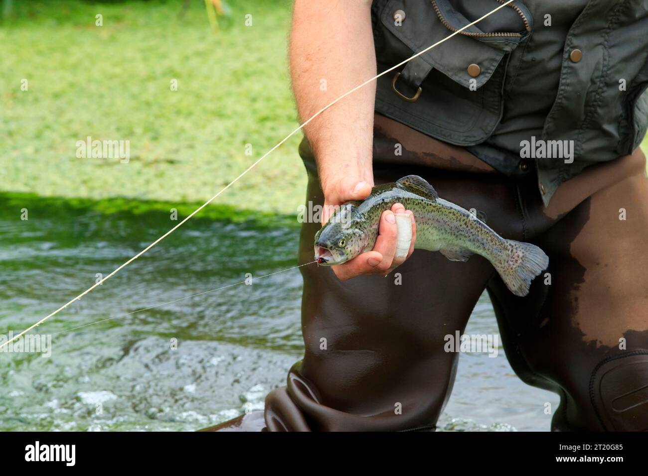 Pesca alla trota, pesca con la mosca in un fiume. Fisherman, pescatore che tiene una trota in mano Foto Stock