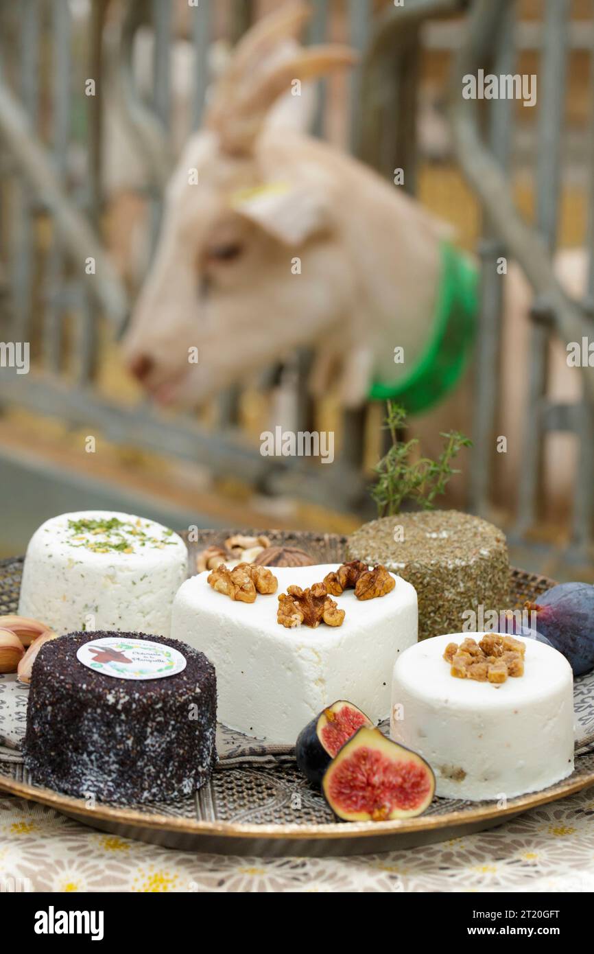 Piatto di formaggi di capra dell'azienda agricola di capra la Planquette a Fressin (Francia settentrionale) Foto Stock