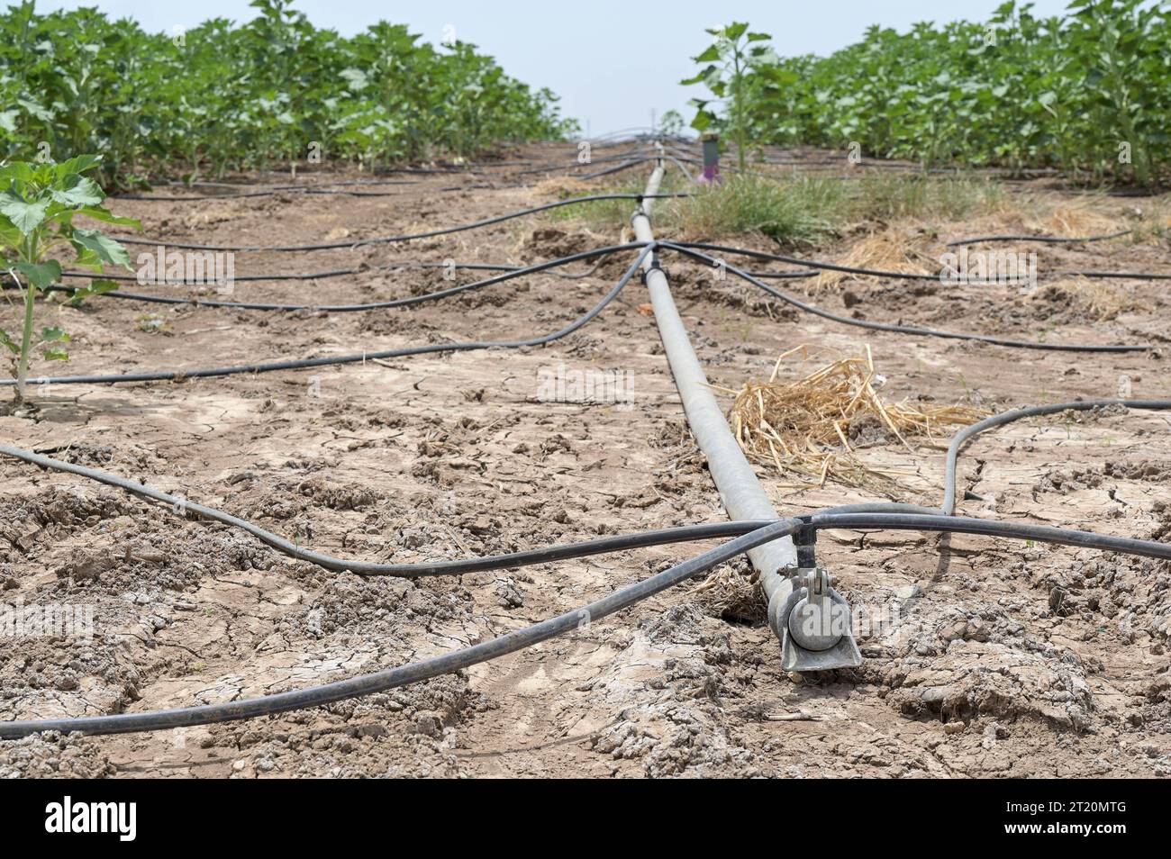 Israele, Agriculture ISRAEL, Town Kiriat Malachi, Tzabar-Kama kibbutz farm, Sunflower Field, tubo per irrigazione a goccia con acque reflue riciclate provenienti dall'impianto di trattamento *** Kibutz Farm, Sonnenblumen Feld, Schläuche für Tröpfchenbewässerung mit aufbereitetem Schmutzwasser aus einem Klärwerk Israel Foto Stock