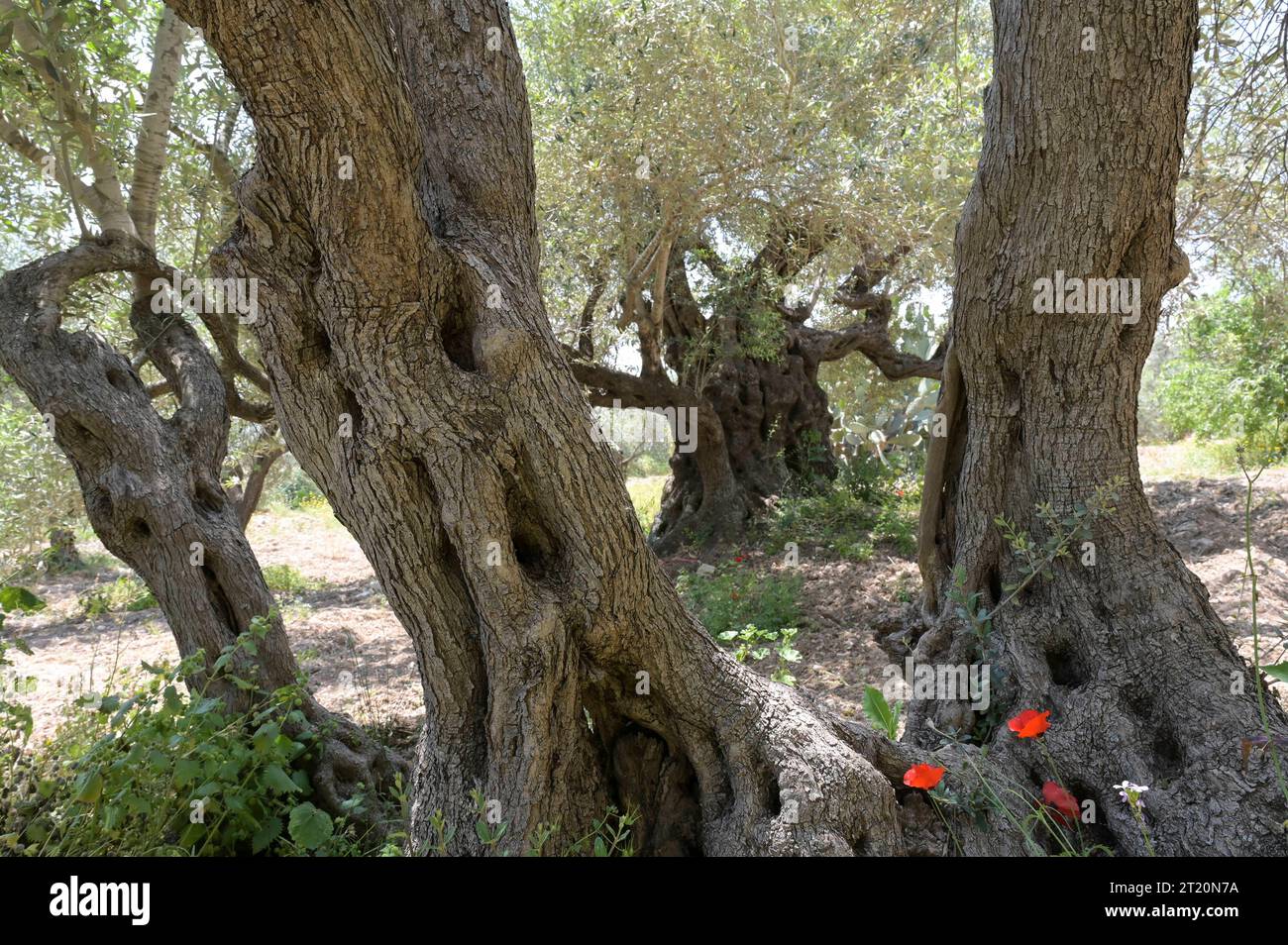 Palestina, OLIVICOLTURA PALESTINA, Jenin, olivicoltura, olivo di 2000 anni dell'epoca romana *** PALÄSTINA, Jenin, Oliven Anbau, 2000 Jahre alter Olivenbaum aus der römischen Zeit Jenin Palestine Foto Stock