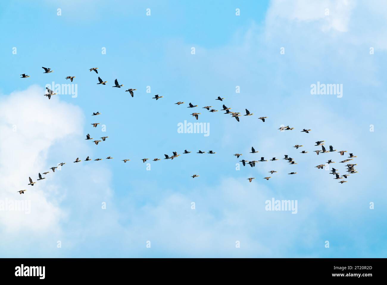 Gregge di uccelli migratori cormorani nel cielo. Vola in paesi caldi Foto Stock