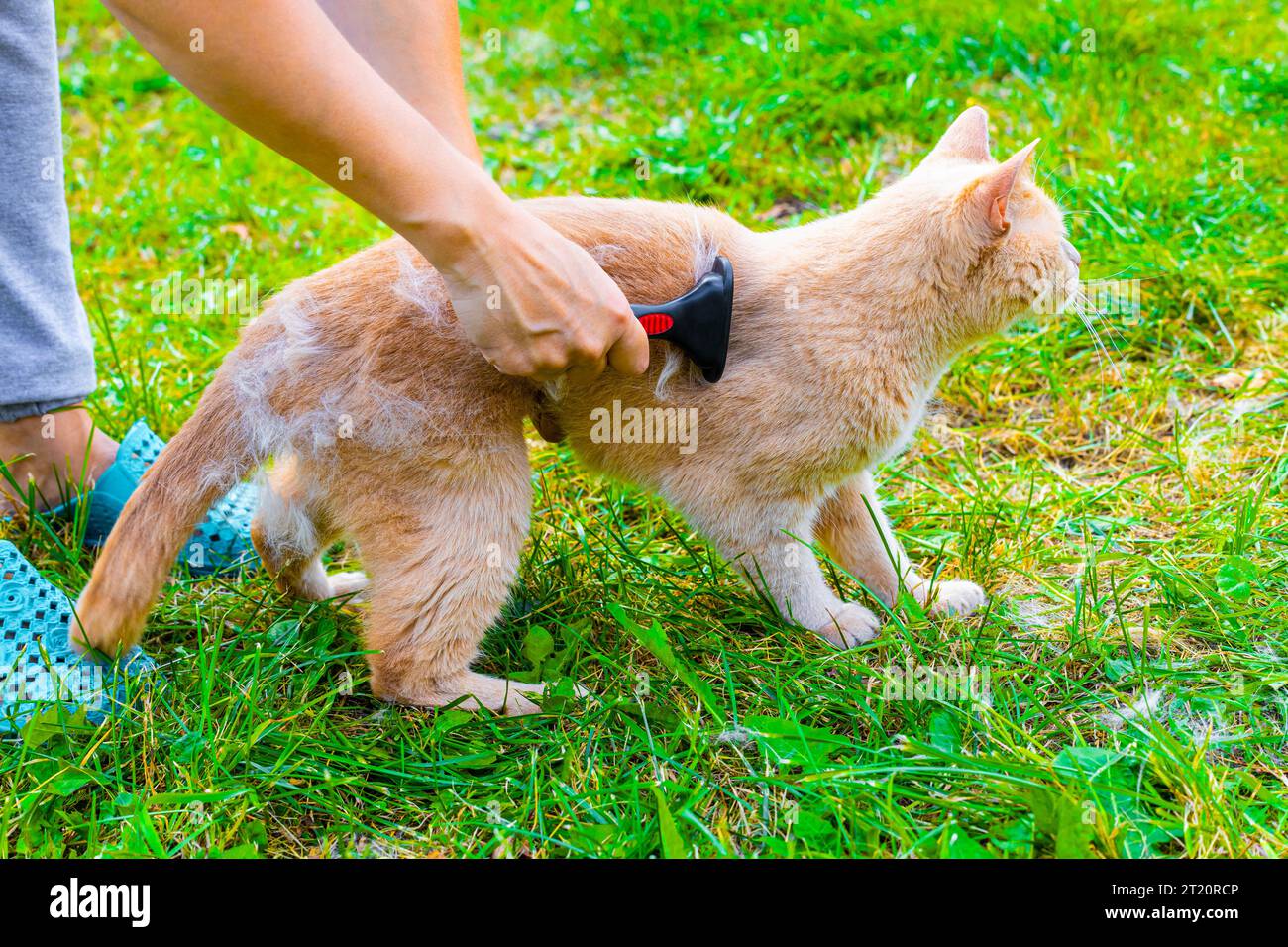 pettinare la pelliccia di un gatto domestico in natura. pettinare la pelliccia di un gatto. Foto di alta qualità Foto Stock