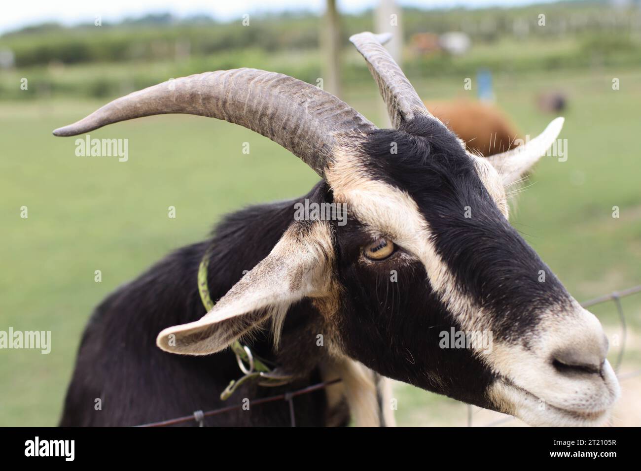 Un primo piano di una capra bianca e nera a righe che sbircia su una recinzione Foto Stock