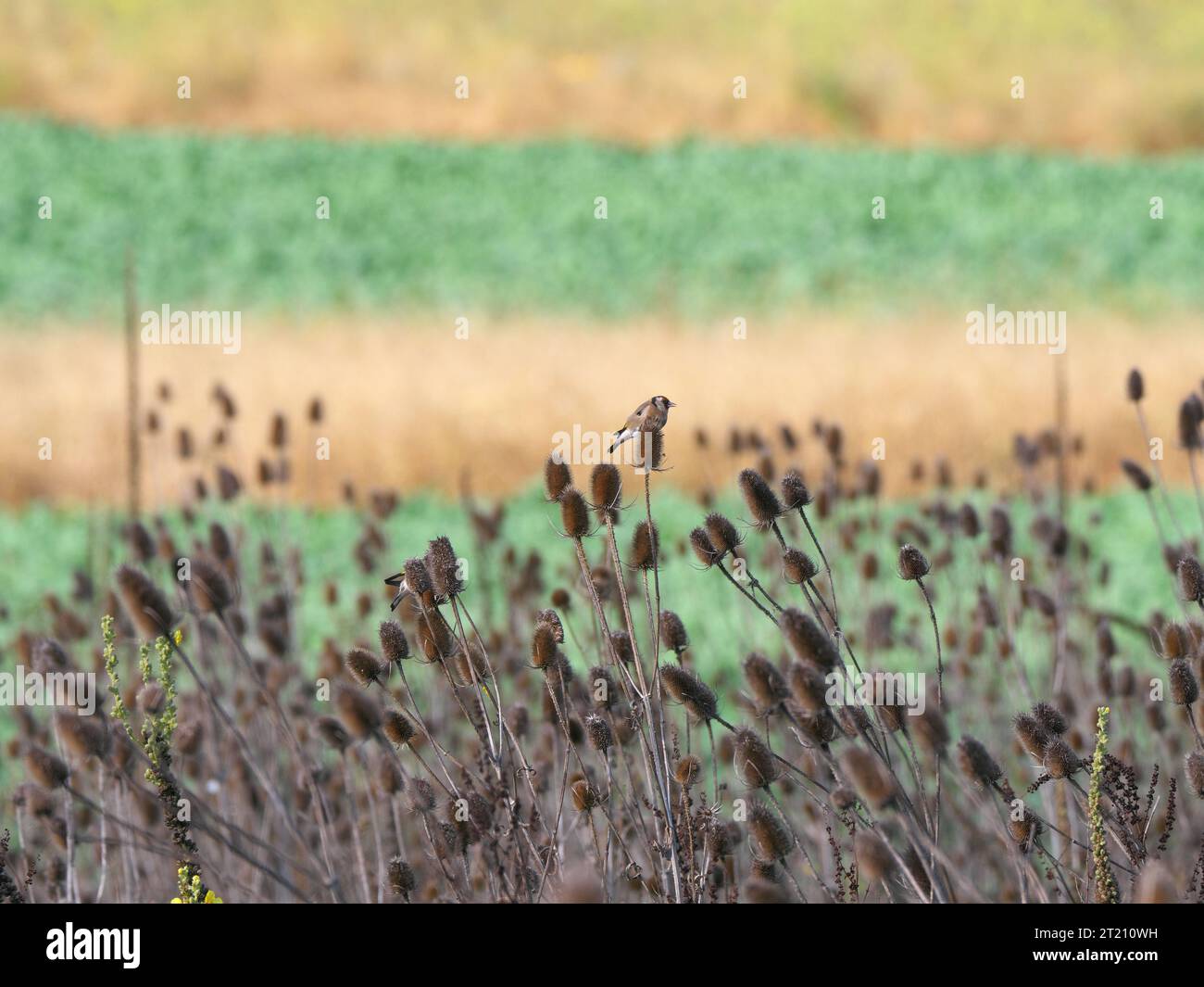 Goldfinches su weaver-Cardoon con il sole basso d'inverno Foto Stock