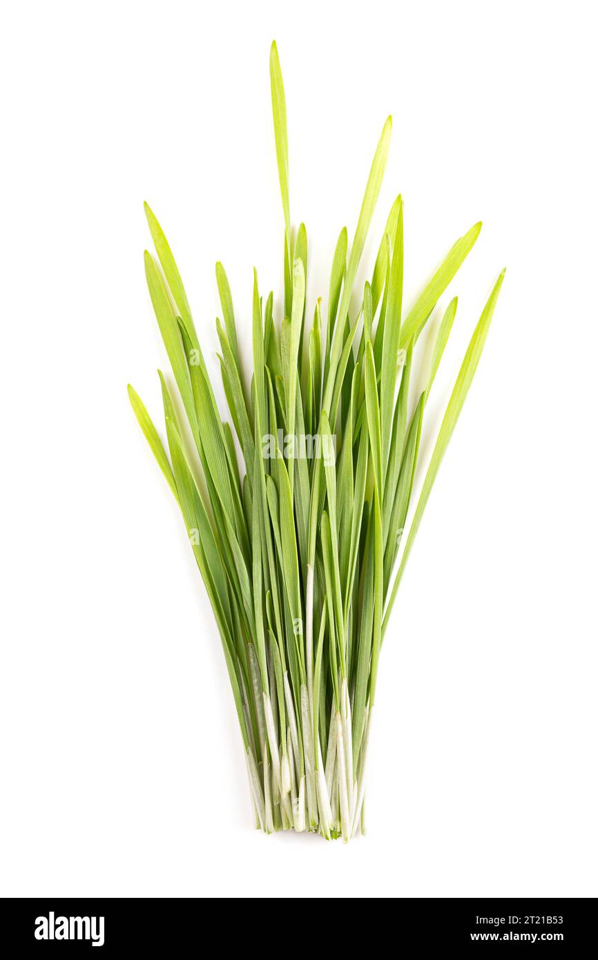 Mazzo di erba di grano fresca. Prime foglie germogliate di frumento tenero Triticum aestivum, utilizzate per alimenti, bevande o integratori alimentari. Foto Stock