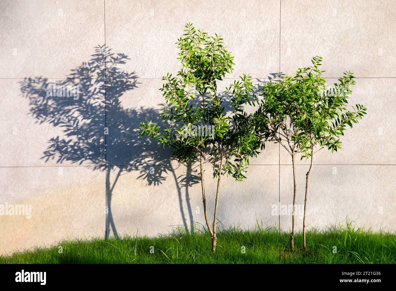 I giovani alberi sotto il sole proiettano un muro d'ombra. Foto Stock