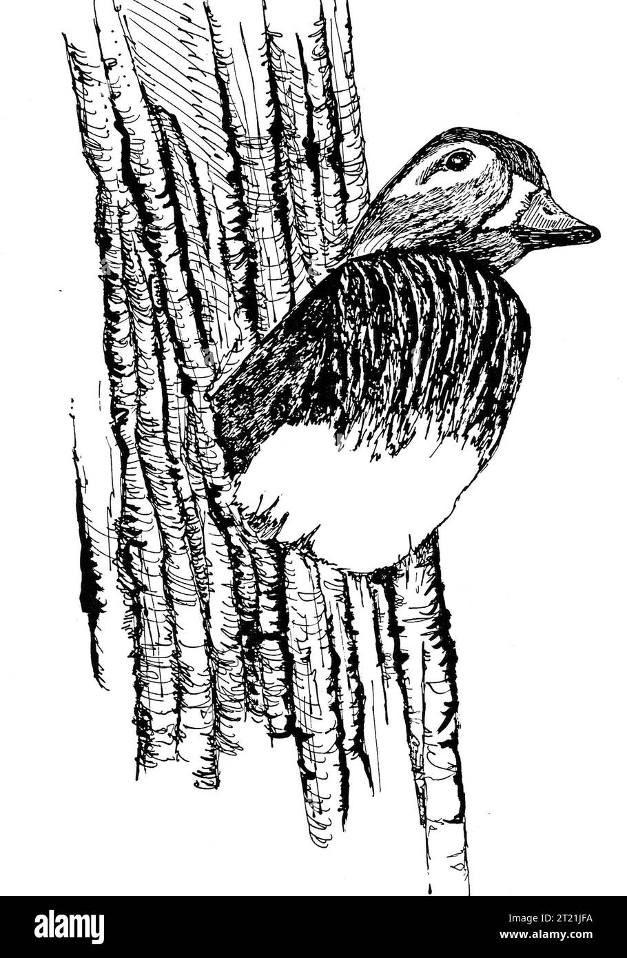 Illustrazione in line art di un'anatra che riposa in un nido, che mostra il comportamento di nidificazione degli uccelli acquatici e l'habitat. Foto Stock