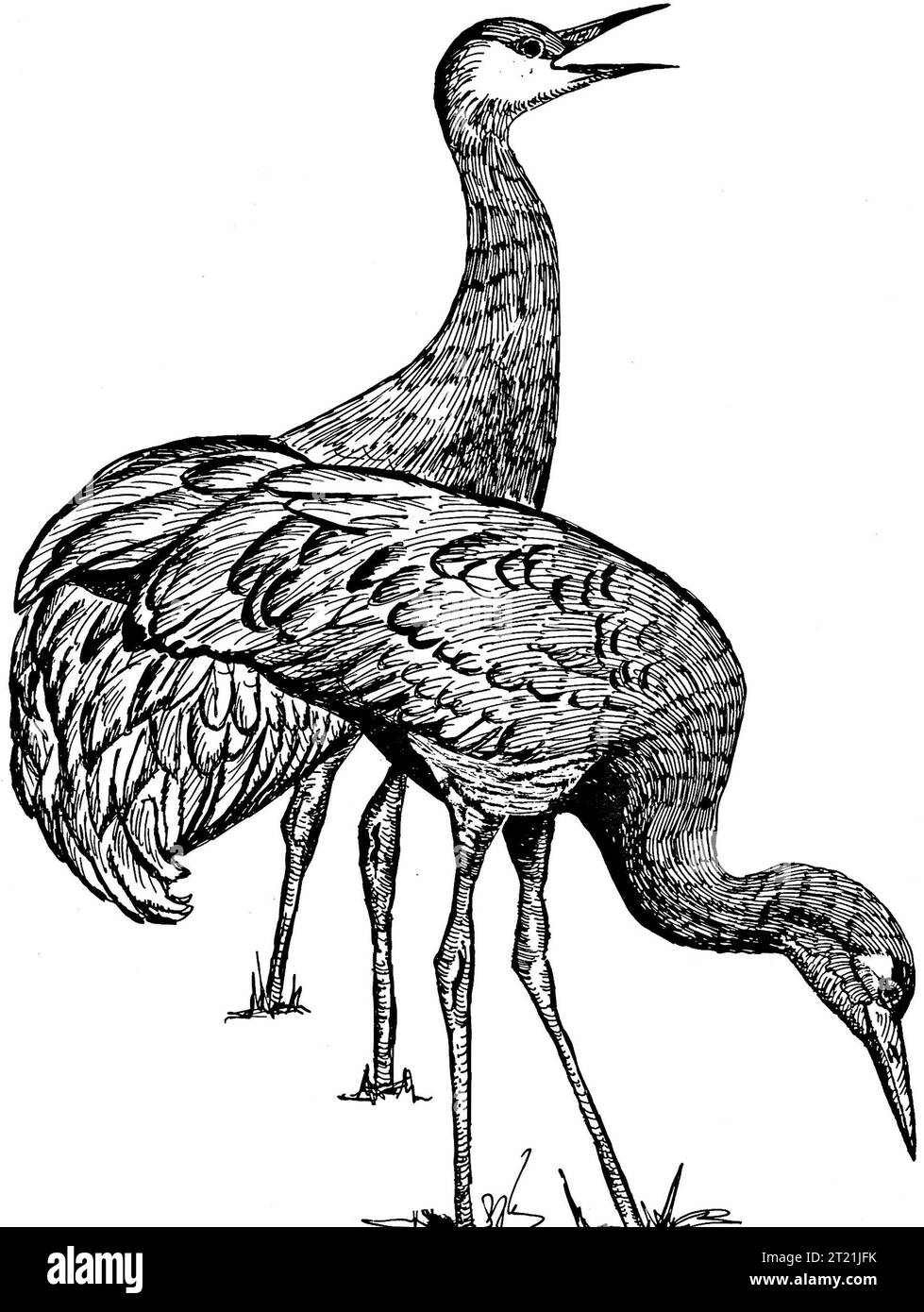 Un'illustrazione in linea di una gru Sandhill (Grus canadensis), che mostra le caratteristiche distintive di questo grande uccello migratorio, noto per le sue lunghe gambe, il collo sottile e l'impressionante apertura alare. Foto Stock