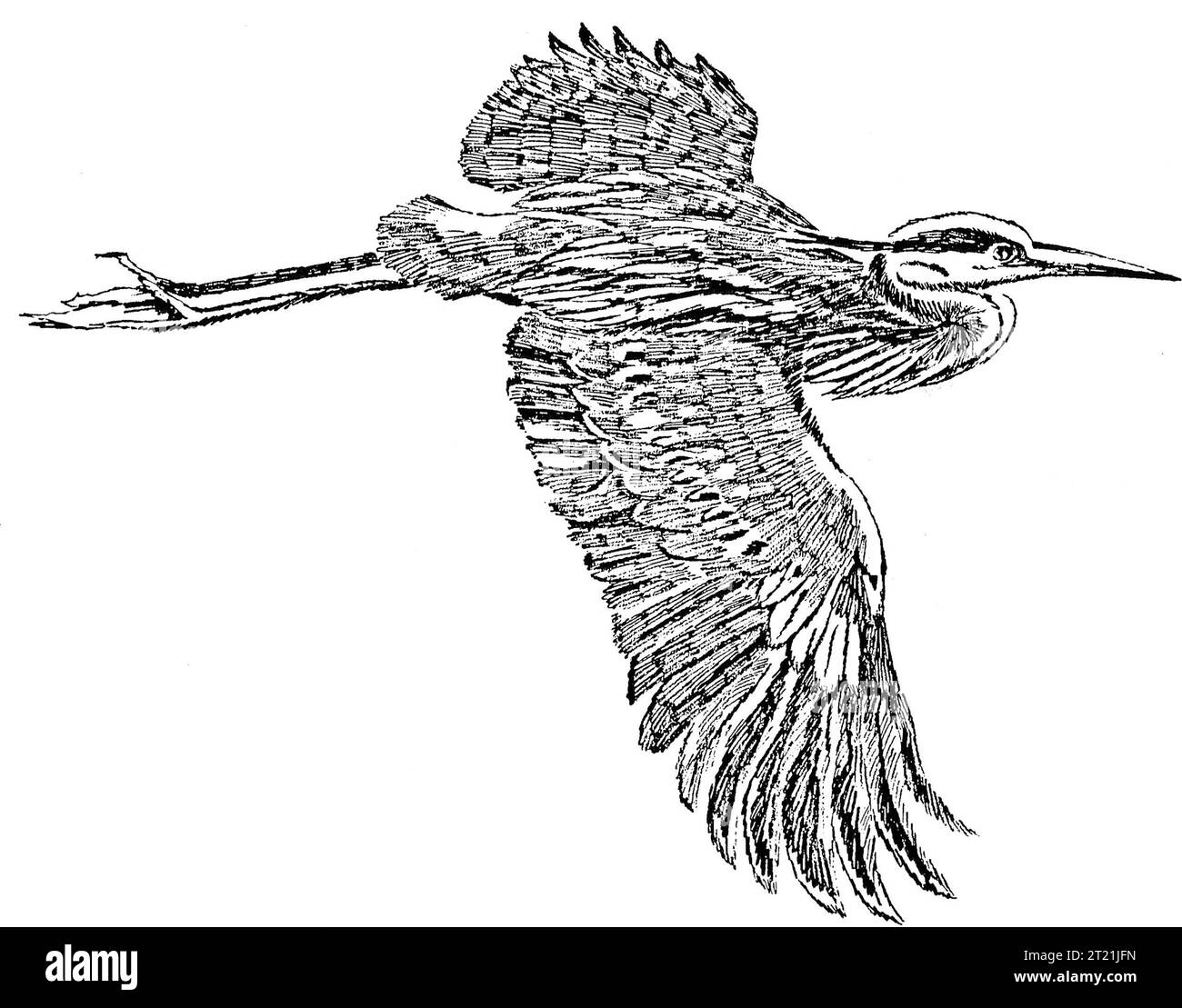 Un'illustrazione di un grande Heron Blu in volo, che mostra il suo lungo collo e l'ampia apertura alare. Questa specie si trova comunemente nelle zone umide e negli habitat costieri in tutto il Nord America. Foto Stock