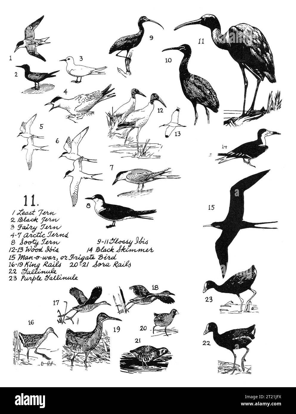 Una serie di illustrazioni di Bob Hines, che mostrano varie specie di terna, come la terna minore, la terna nera e la terna artica, nonché le specie ibis e rail. Questi uccelli sono importanti per gli ecosistemi costieri e per gli sforzi di conservazione. Foto Stock