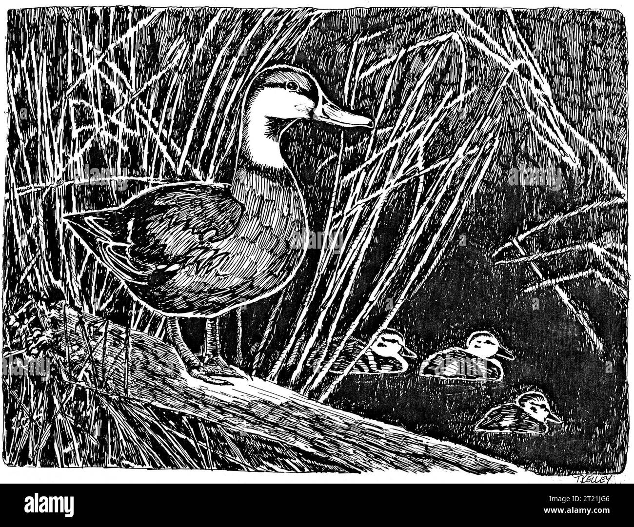 Un'illustrazione di una gallina Mallard con i suoi anatroccoli, che rappresenta l'aspetto nutriente della genitorialità degli uccelli acquatici. Le anatre di Mallard sono ampiamente distribuite e spesso si trovano nelle zone umide e negli habitat di acqua dolce. Foto Stock