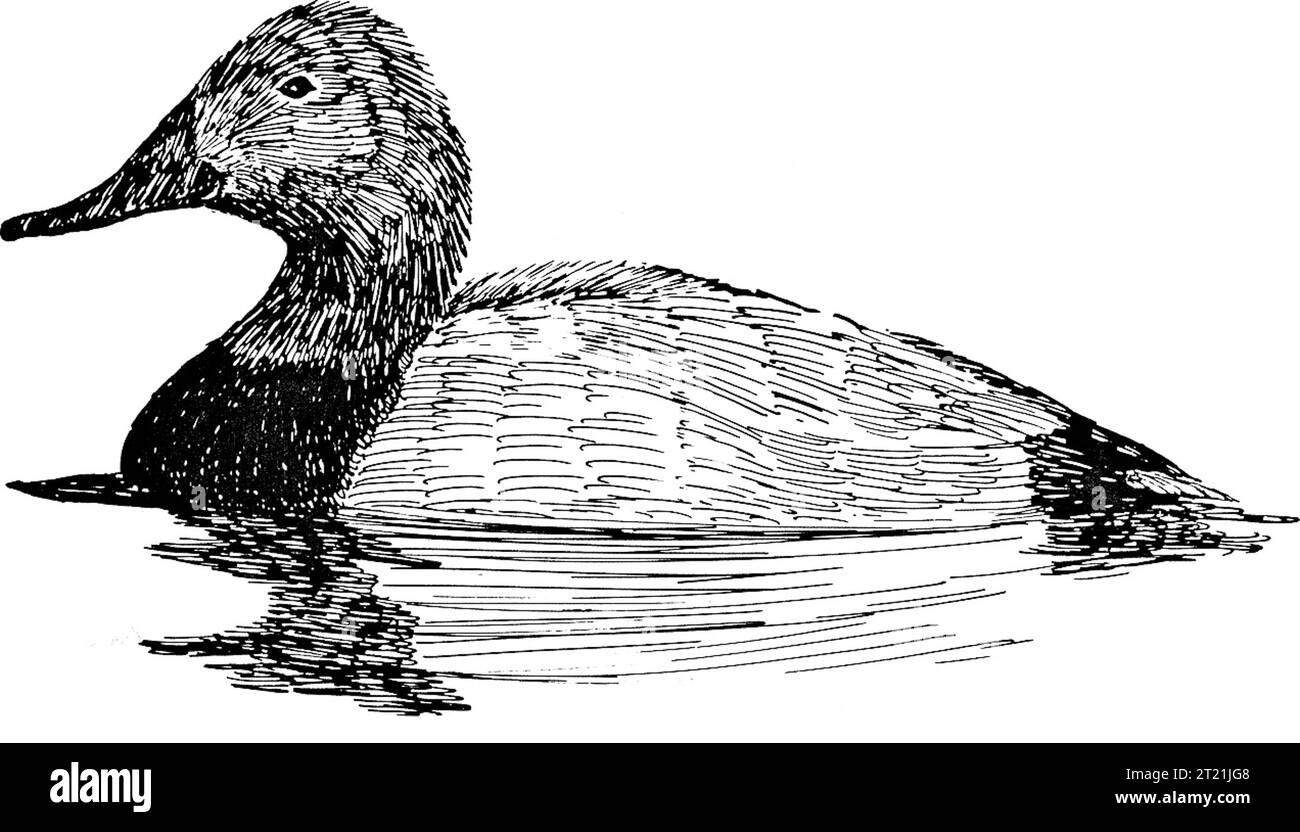 Disegno in line art di un'anatra drake a canvasback, raffigurante la caratteristica forma della testa e le caratteristiche degli uccelli acquatici. Foto Stock