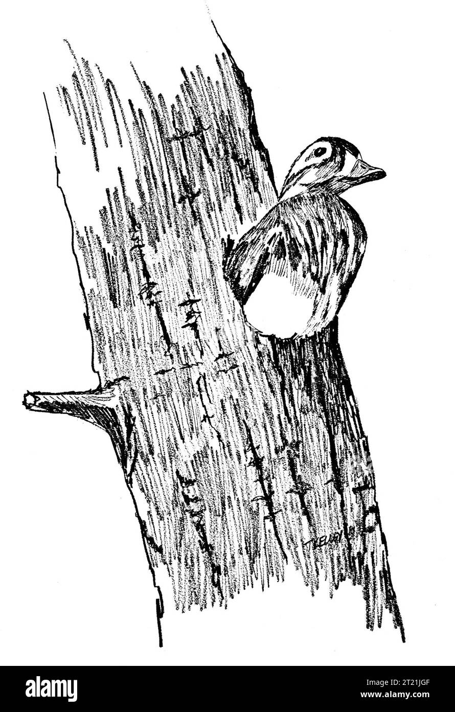 Illustrazione di una gallina di Wood Duck nel suo nido, una vista comune nelle zone umide del Nord America. Il Wood Duck è noto per il suo piumaggio vivido e la nidificazione nelle cavità degli alberi. Foto Stock