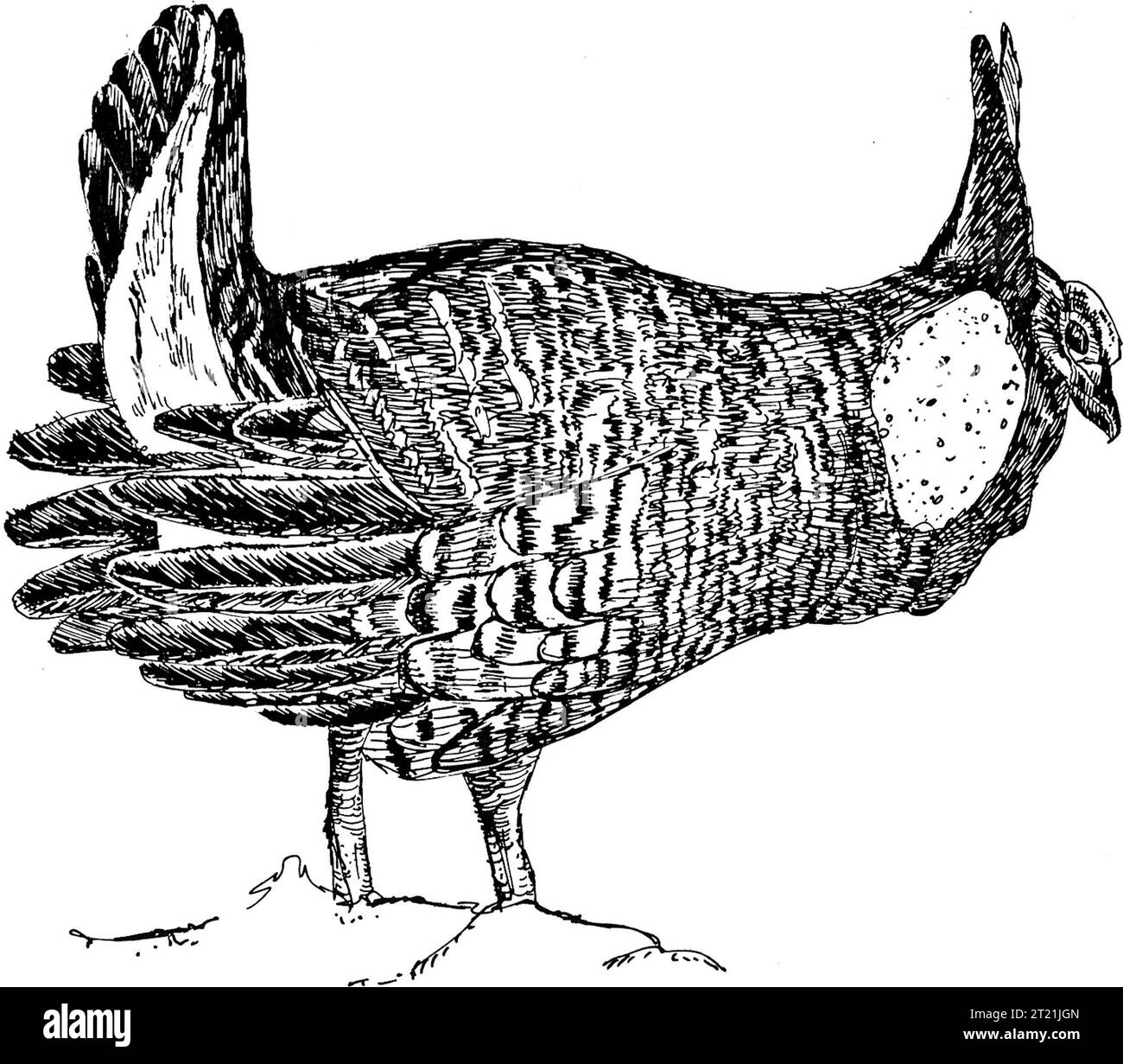 Un'illustrazione di un Prairie Chicken, una specie nota per le sue caratteristiche esposizioni di accoppiamento. Questo uccello si trova in praterie e praterie, spesso associato agli sforzi di conservazione della fauna selvatica del Nord America. Foto Stock
