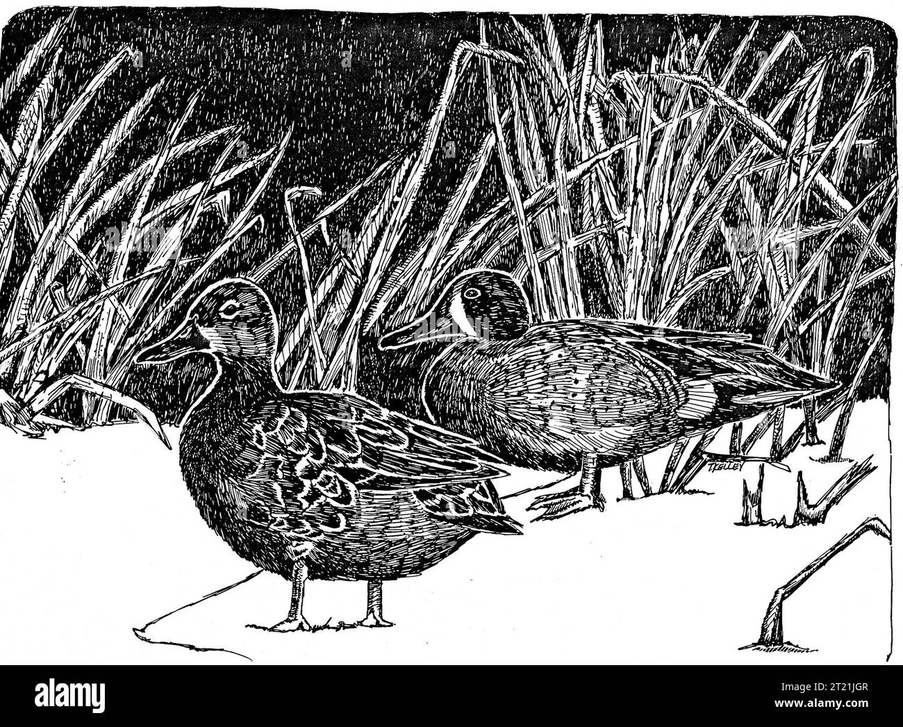 Disegno a linee di tè con ali blu, che mostra le caratteristiche di questa specie di uccelli acquatici. Foto Stock