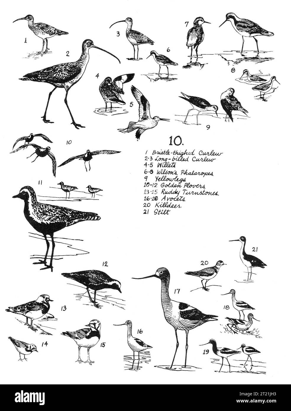 Una collezione di illustrazioni dell'artista nazionale della fauna selvatica Bob Hines, con uccelli da guado come il curlew dalle setole, il curlew dal becco lungo, i salici e altri ancora. Queste specie di uccelli sono note per le loro abitudini migratorie e per i diversi habitat. Foto Stock