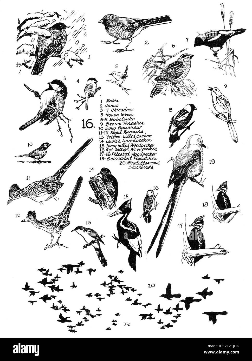 Una serie di illustrazioni di uccelli di Bob Hines con specie come robin, junco, ceci e picchi dalle pancioline rosse. Questi uccelli canori sono comuni nelle foreste e praterie del Nord America. Foto Stock