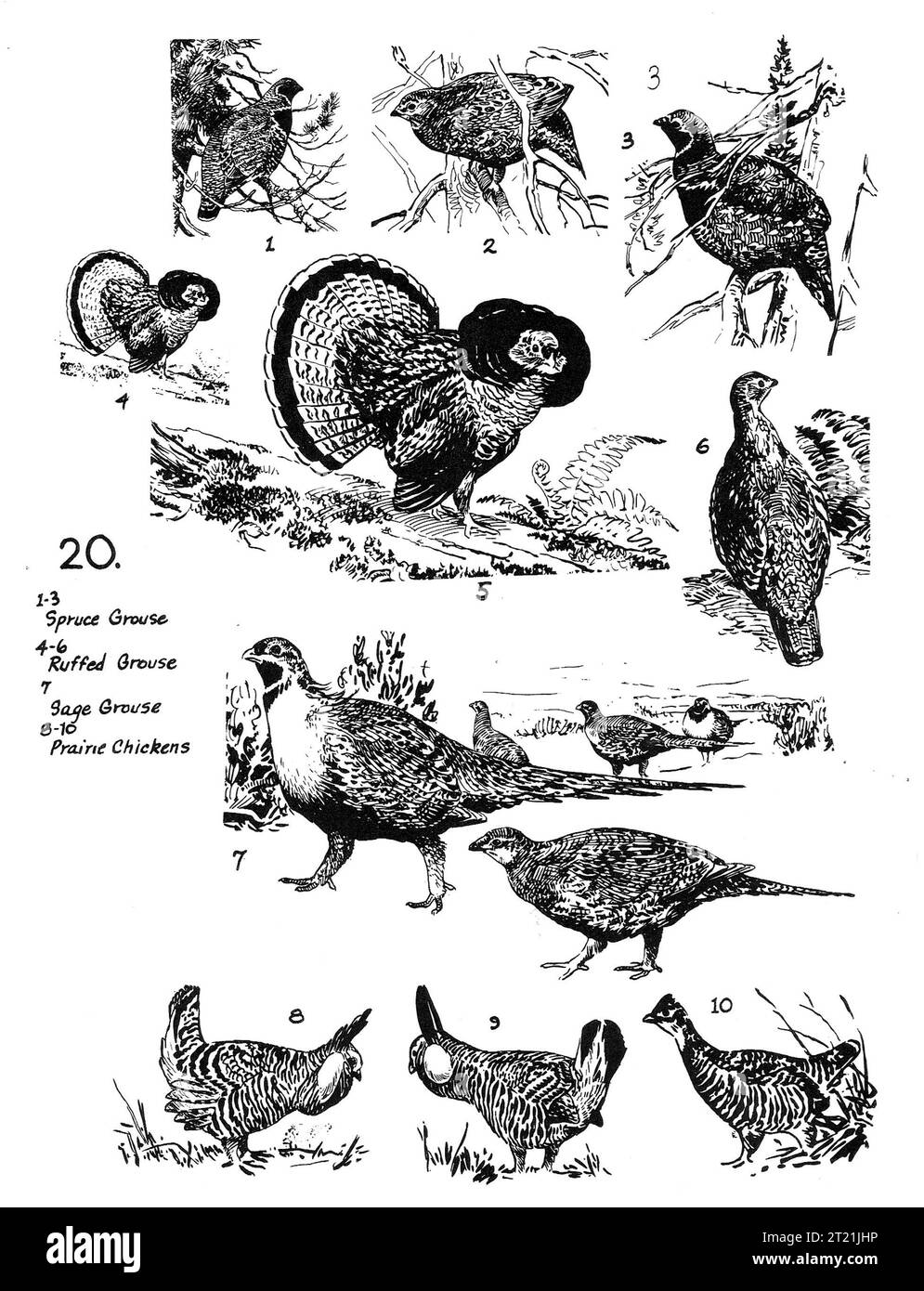 Illustrazioni artistiche di uccelli selvatici del Nord America, tra cui fagioli di abete rosso, fagioli di salvia e polli della prateria, raffiguranti il loro piumaggio e la loro forma distintivi. Foto Stock