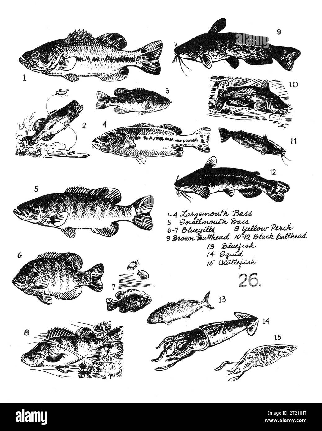 Creatore: Hines, Bob. Soggetti: Largemouth bass; fagotto rosso; persico giallo; bullhead marrone; Black bullhead; pesce azzurro; seppie; line art; illustrazioni; illustrazioni; pesci. . 1998 - 2011. Foto Stock