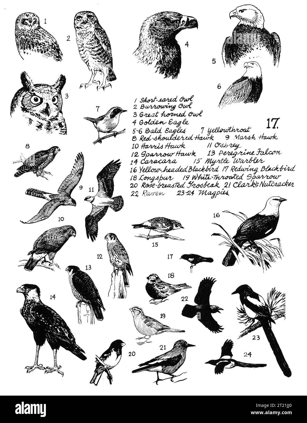 Illustrazioni che raffigurano vari rapaci e rapaci, tra cui gufo dalle orecchie corte, gufo scavatore, gufo dalle corna grandi, aquila d'oro, aquila calva, gola gialla, falco con spalle rosse, falco palude, falco Harris, osprey, sparrow hawk e falco pellegrino. Foto Stock