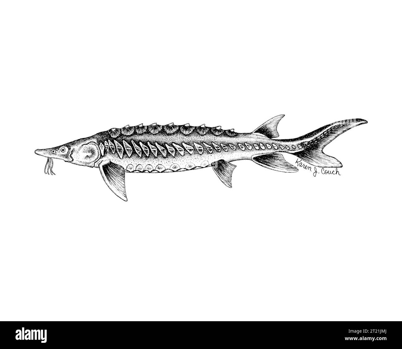 Lo Shortnose Sturgeon (Acipenser brevirostrum) è una specie di pesci in via di estinzione che si trova nei fiumi lungo la costa atlantica. Gli sforzi di conservazione si concentrano sul miglioramento della qualità dell'acqua e del ripristino dell'habitat per garantire la sopravvivenza di questa antica specie. Foto Stock