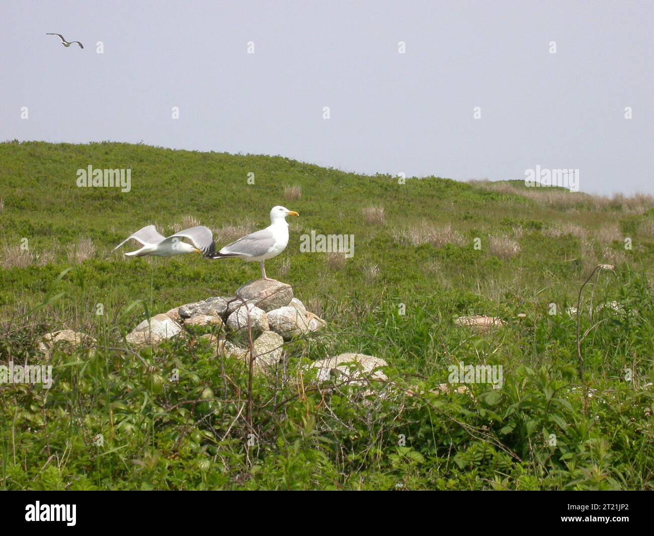 I gabbiani con becco ad anello si trovano comunemente in ambienti costieri, come Nomans Island, Nantucket, Massachusetts. Questi gabbiani sono noti per le loro distintive banconote dagli anelli neri e sono spesso visti vicino a corpi d'acqua. Ubicazione: Nantucket, Massachusetts. Foto Stock