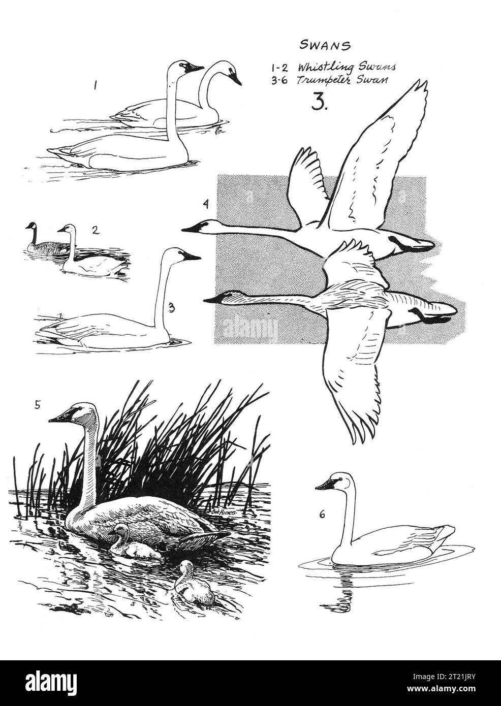 Illustrazioni artistiche di specie di cigni, tra cui cigni fischianti e cigni trombettieri. Questi grandi uccelli acquatici si trovano spesso nei laghi d'acqua dolce e nelle zone umide e sono noti per il loro aspetto elegante e i loro modelli migratori. Foto Stock