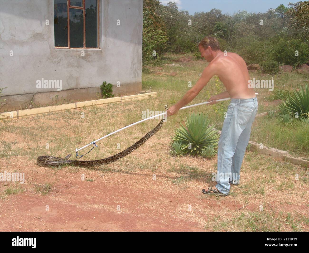 servizio di rimozione di serpenti, uomo con un bastone che cattura un pitone in cortile Foto Stock