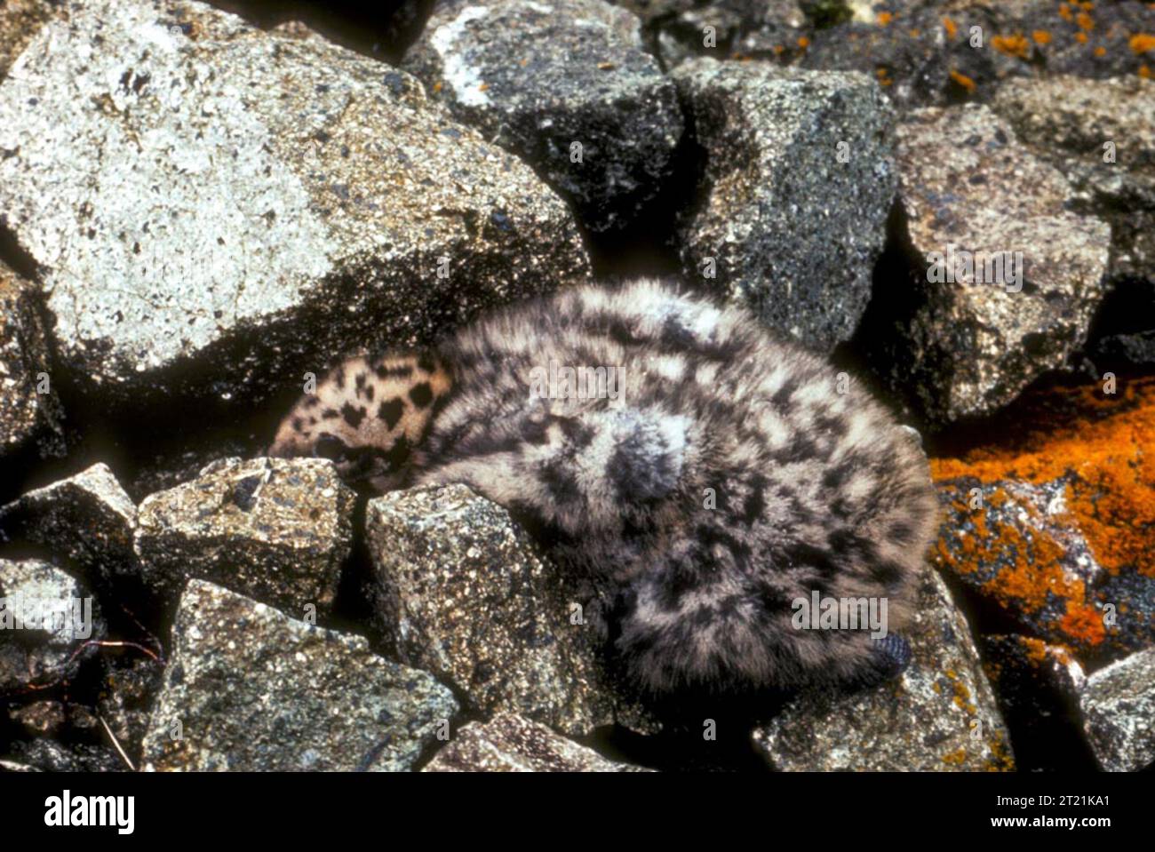 Larus glaucescens. Creatore: Byrd, Vernon. Soggetti: Rifugi faunistici; Alaska Maritime National Wildlife Refuge; Aleutine; Andreanof Islands; Adak Island; uccelli; uccelli marini; gabbiani. . 1998 - 2011. Foto Stock