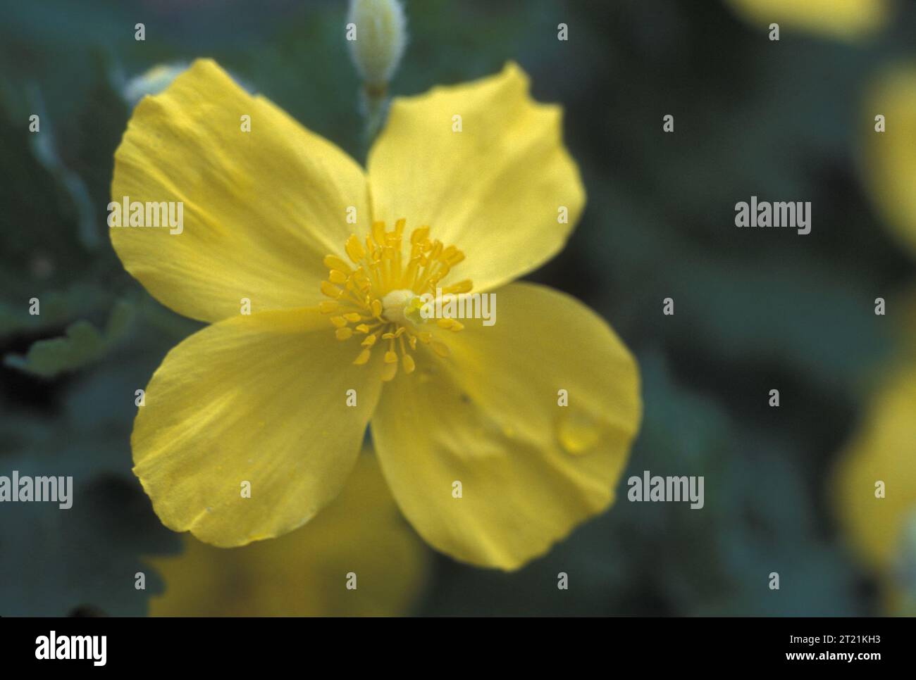 Una vista ravvicinata dei petali gialli di un fiore di papavero celandino. Soggetti: Piante da fiore; piante. Foto Stock