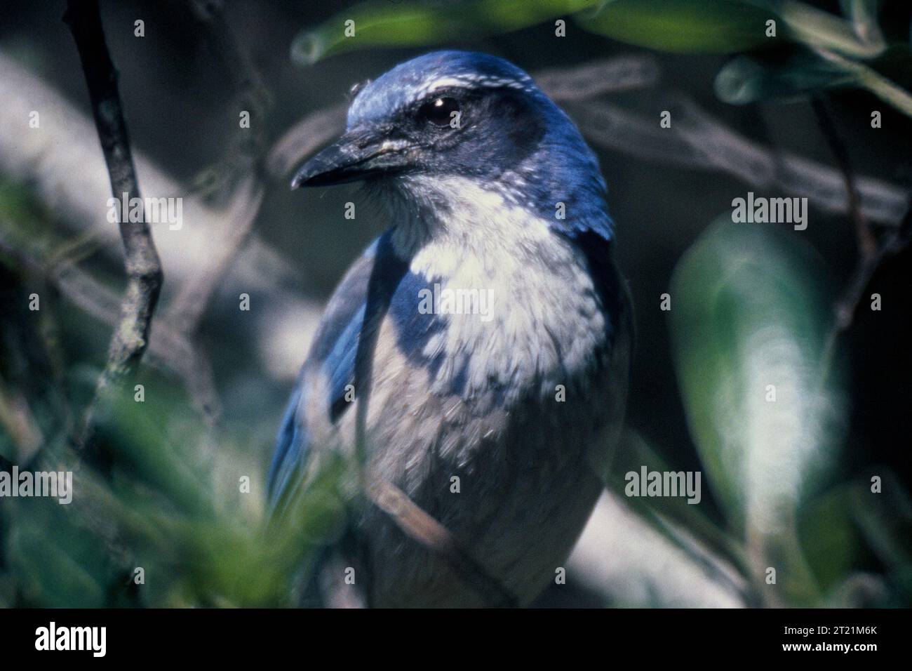 Il Western Scrub-Jay è un uccello non migratorio di medie dimensioni che si trova nel Nord America occidentale. Ha un piumaggio blu e grigio ed è noto per la sua intelligenza e il suo comportamento sociale complesso, spesso incastonando il cibo. Foto Stock