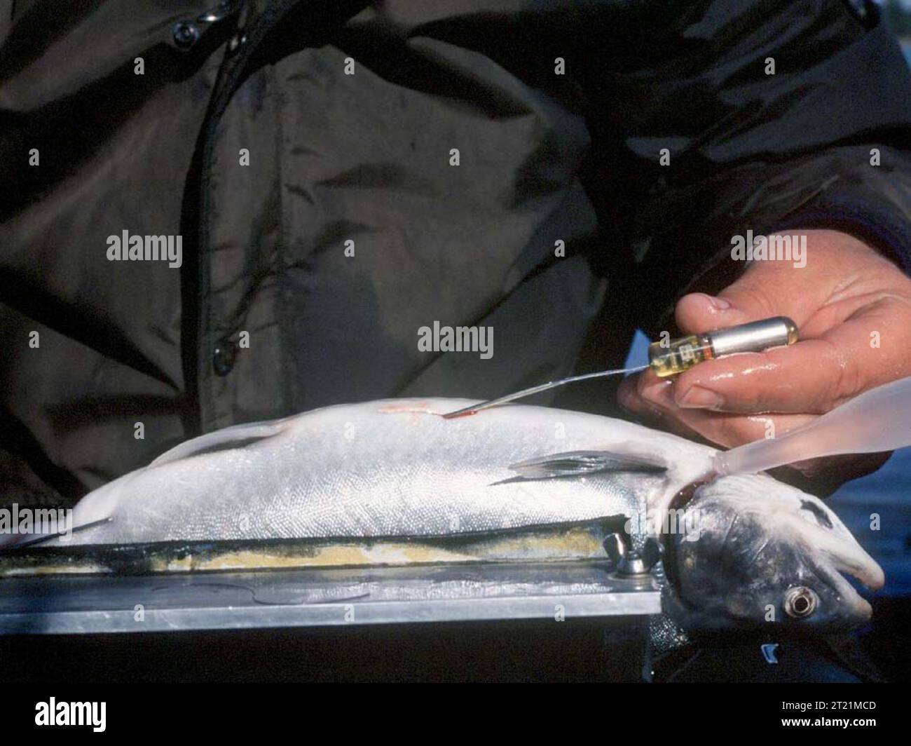 Doug Palmer inserisce un trasmettitore radio in un pesce Dolly Varden come parte di un progetto di tagging per monitorarne il movimento. Questo lavoro viene svolto a sostegno della gestione della pesca nella regione. Ubicazione: Kenai River, Alaska. Foto Stock