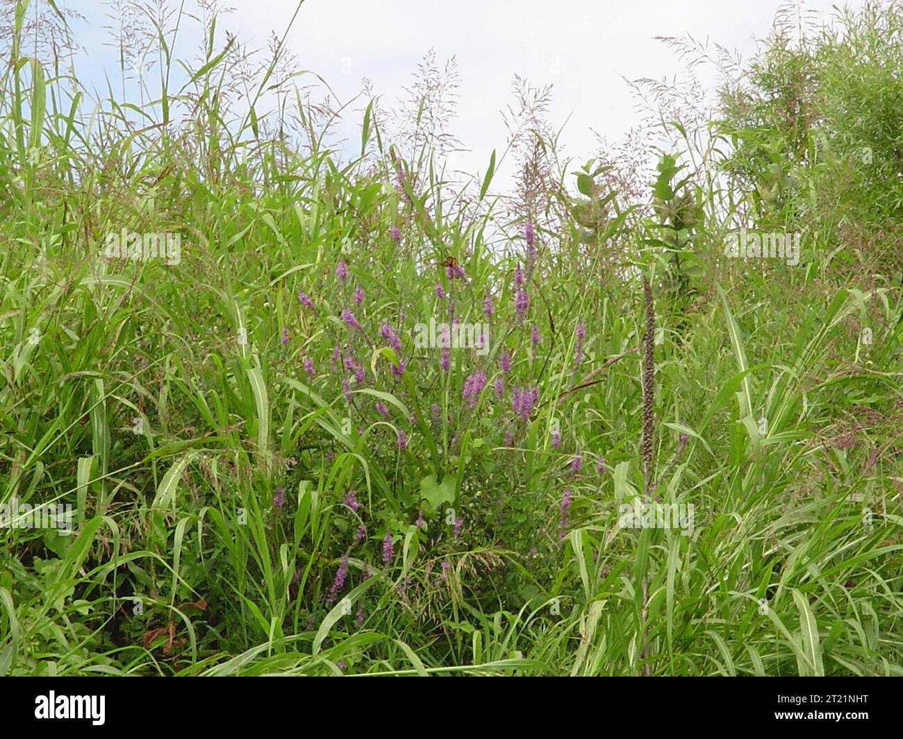 La spargipula viola e l'erba di johnson sono specie vegetali invasive che crescono insieme, sconvolgendo gli ecosistemi locali. Queste specie sono problematiche a causa dei loro modelli aggressivi di crescita nelle zone umide. Foto Stock