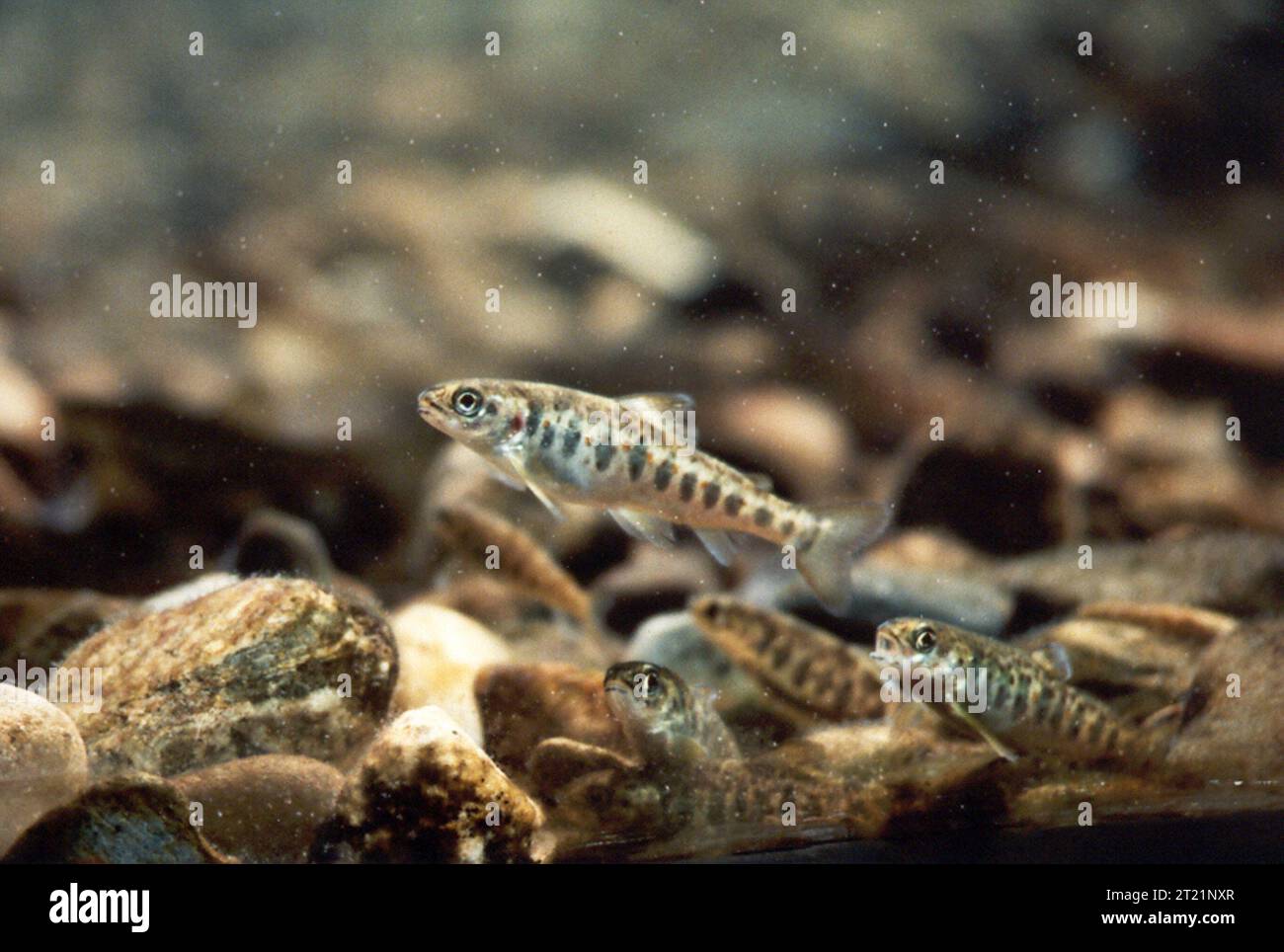 Un salmone Atlantico parr del fiume Machias nel Maine orientale. Il salmone Atlantico del Gulf of Maine Distinguished Population Segment (DPS) è stato elencato in uno stato di pericolo sotto la protezione della Endangered Species Act nel dicembre 2000. Questo anelante pa. Oggetto: Pesca; specie anadrome; riproduzione in cattività; specie minacciate di estinzione; gestione della pesca; pesci; pesci d'acqua dolce; restauro della fauna selvatica; gestione della fauna selvatica. Località: Maine. Fish and Wildlife Service Site: VIVAIO ITTICO NAZIONALE CRAIG BROOK; VIVAIO ITTICO NAZIONALE GREEN LAKE. Raccolta: Pesca. Foto Stock