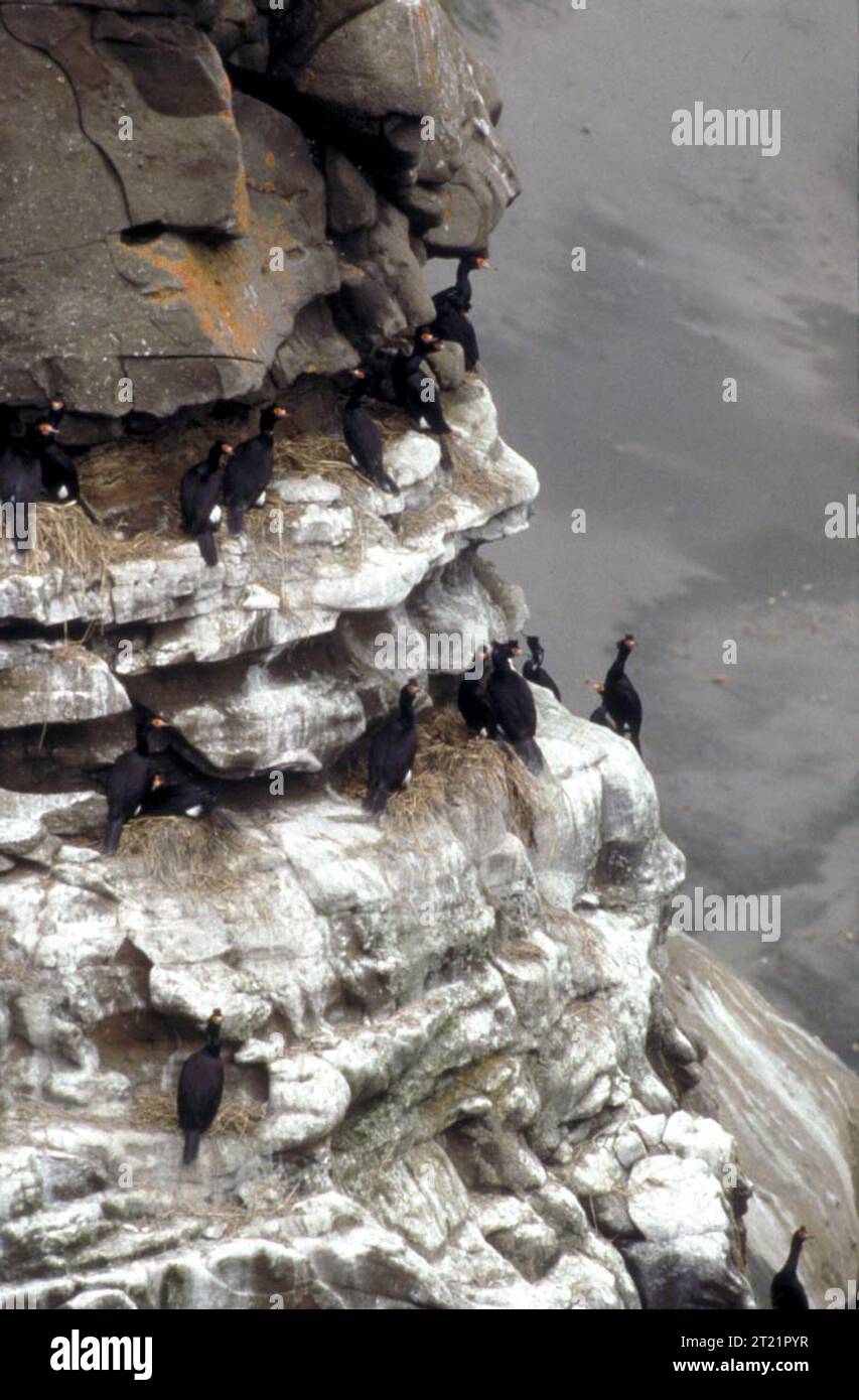 Una colonia di cormorani dalla faccia rossa si trova sulle scogliere costiere rocciose lungo Oil Creek all'interno del Becharof National Wildlife Refuge, Alaska, che mostra il caratteristico piumaggio nero e la pelle rossa del viso. Foto Stock