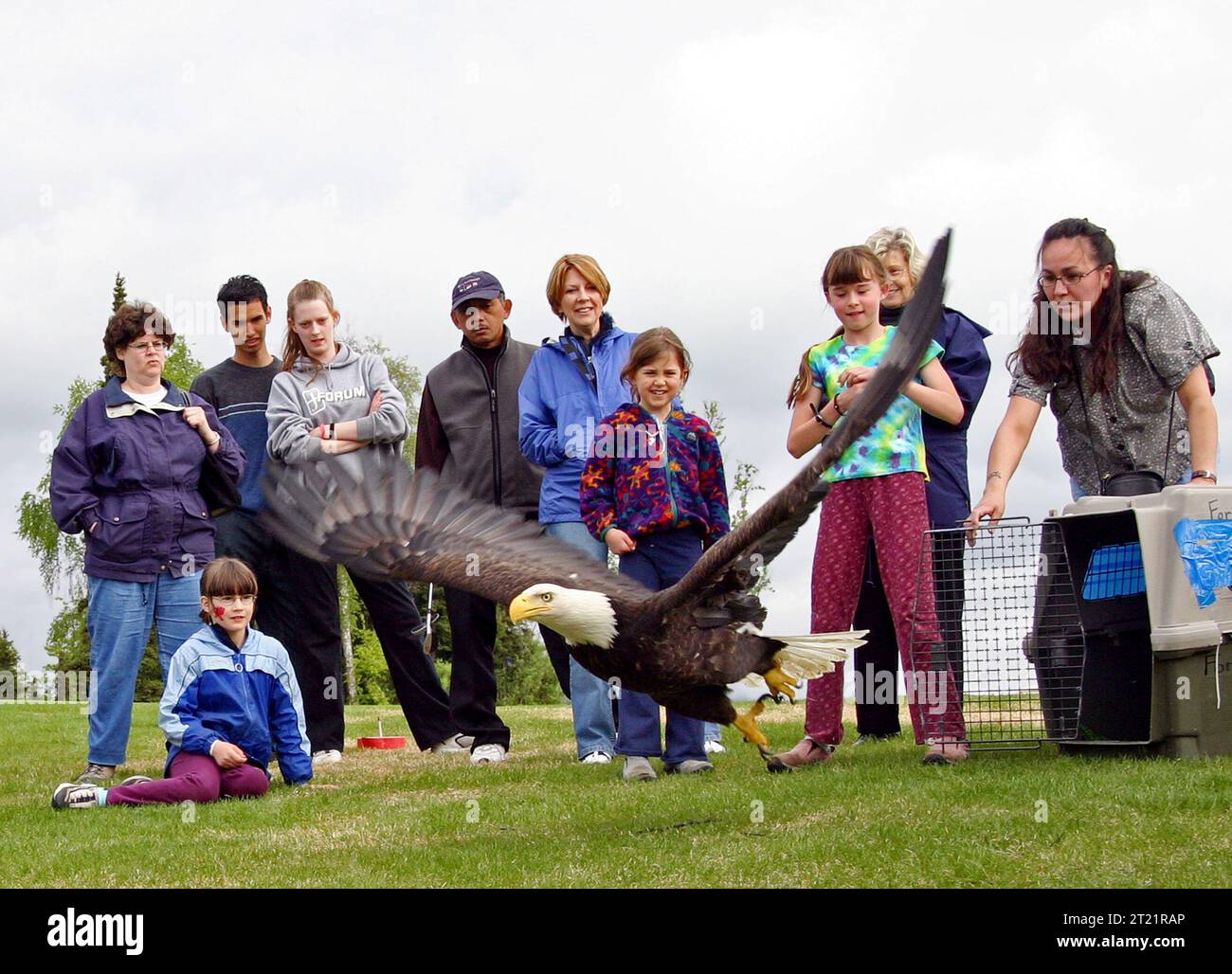 Un'aquila viene rilasciata al campo da golf di Anchorage come parte dell'evento migratorio Bird Day. Questa versione mette in evidenza gli sforzi per proteggere gli uccelli migratori e i loro habitat in Alaska. Foto Stock