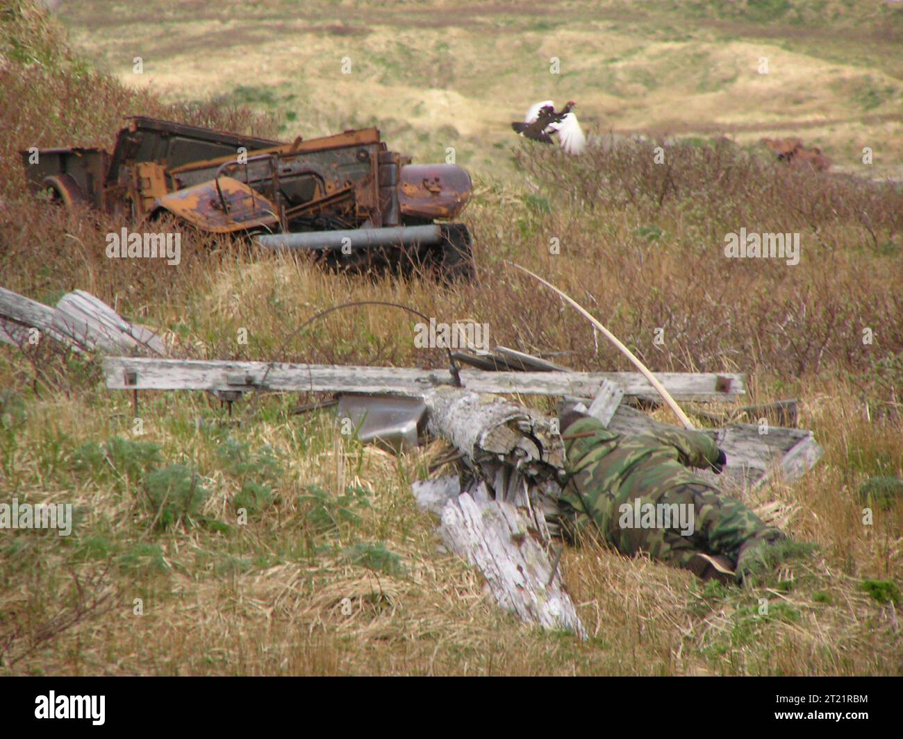 Un tentativo di cattura di un Ptarmigan Evermann's Rock presso l'Alaska Maritime National Wildlife Refuge, parte degli sforzi in corso per studiare e ripristinare le popolazioni di ptarmigan nelle Isole Aleutine e preservare la diversità ecologica della regione. Foto Stock