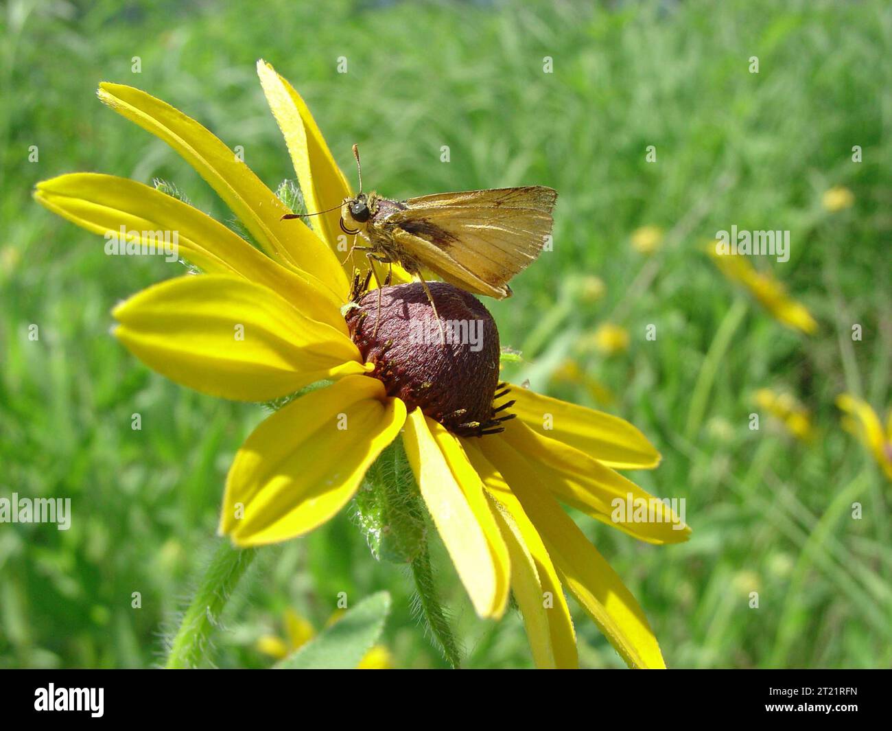 Vista ravvicinata dello Skipper Butterfly Delaware su Susan dagli occhi neri. Materie: Insetti; invertebrati. Località: Iowa. Fish and Wildlife Service Site: RISERVA NATURALE NAZIONALE DI NEAL SMITH. Raccolta: Invertebrati. Foto Stock