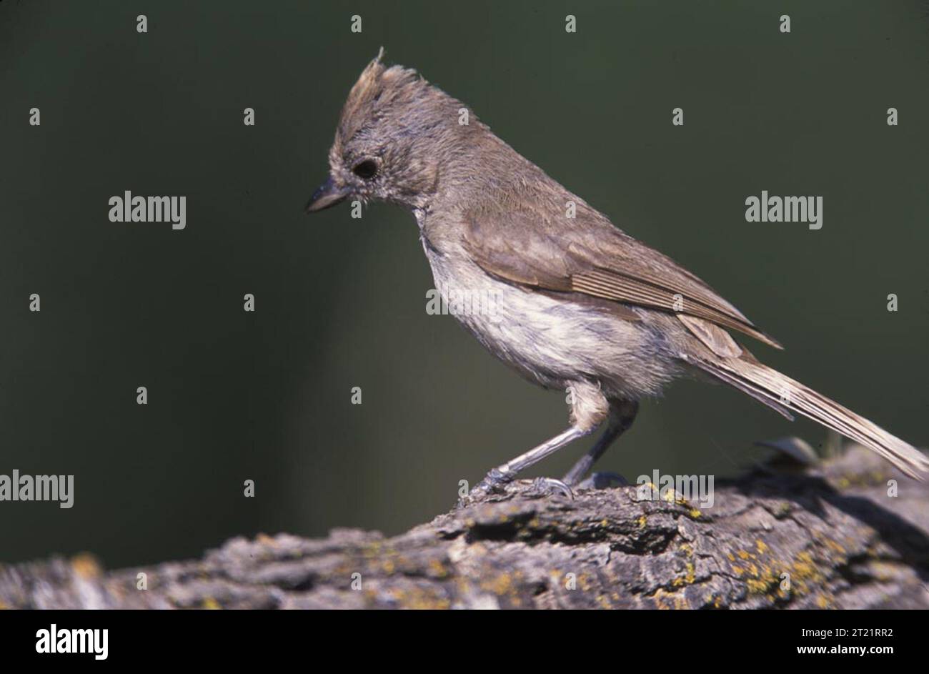 Il topo di quercia è un piccolo uccello non migratorio che si trova nei boschi di querce. Conosciuta per la sua caratteristica corona trapuntata, è residente tutto l'anno negli Stati uniti occidentali. Foto Stock