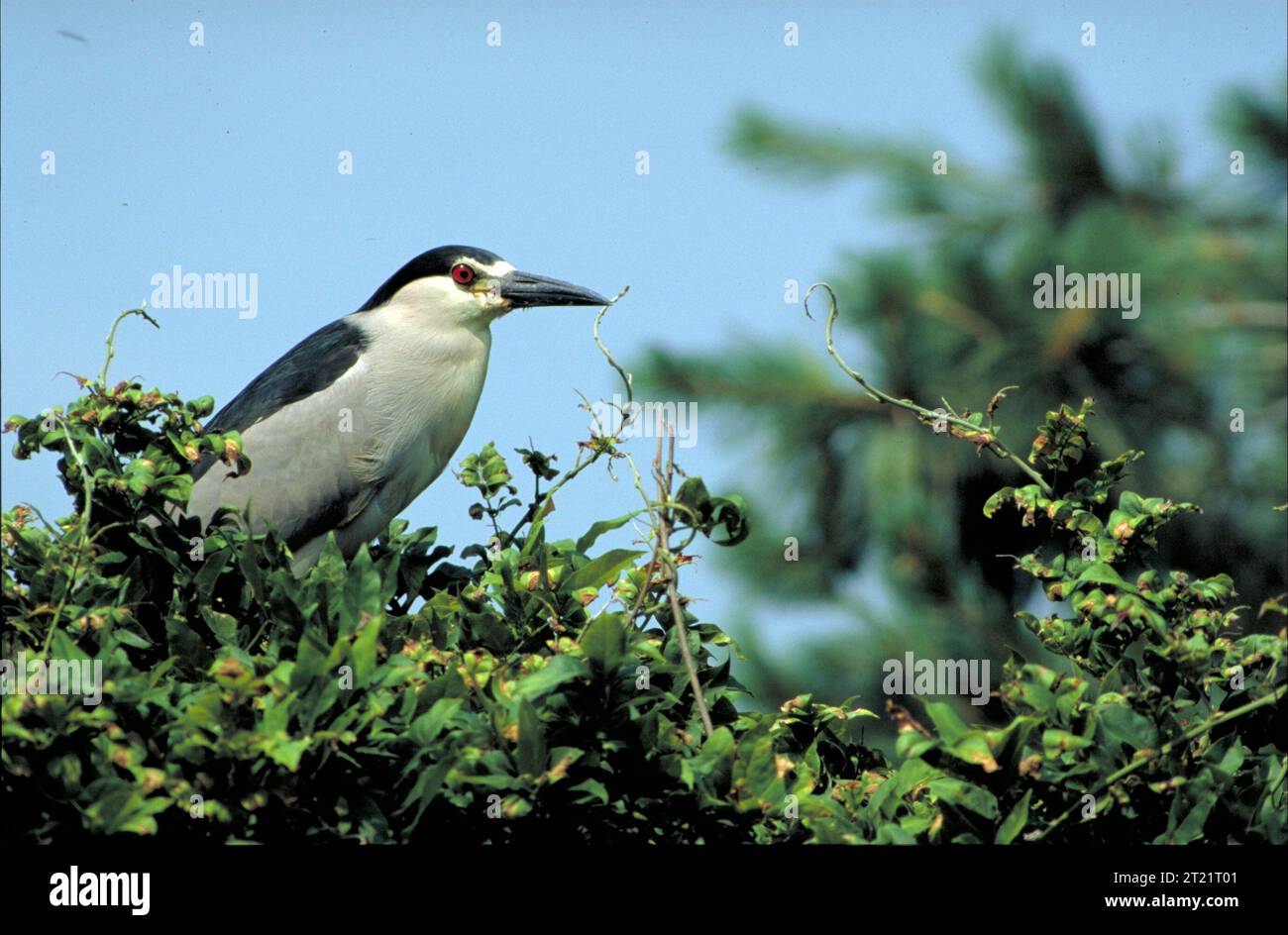 Un Night-Heron con corona nera si erge su un pennello denso, mostrando il collo corto e il piumaggio nero e grigio. Questo uccello notturno si nutre principalmente di pesci e anfibi nelle zone umide e lungo le coste. Foto Stock