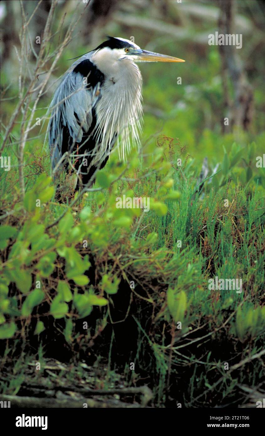 Un grande Heron blu arroccato in una spazzola con il collo piegato, che mostra il suo corpo alto e il piumaggio grigio-blu. Questo grande uccello da guado si trova comunemente vicino a zone umide, fiumi e coste in tutto il Nord America. Foto Stock