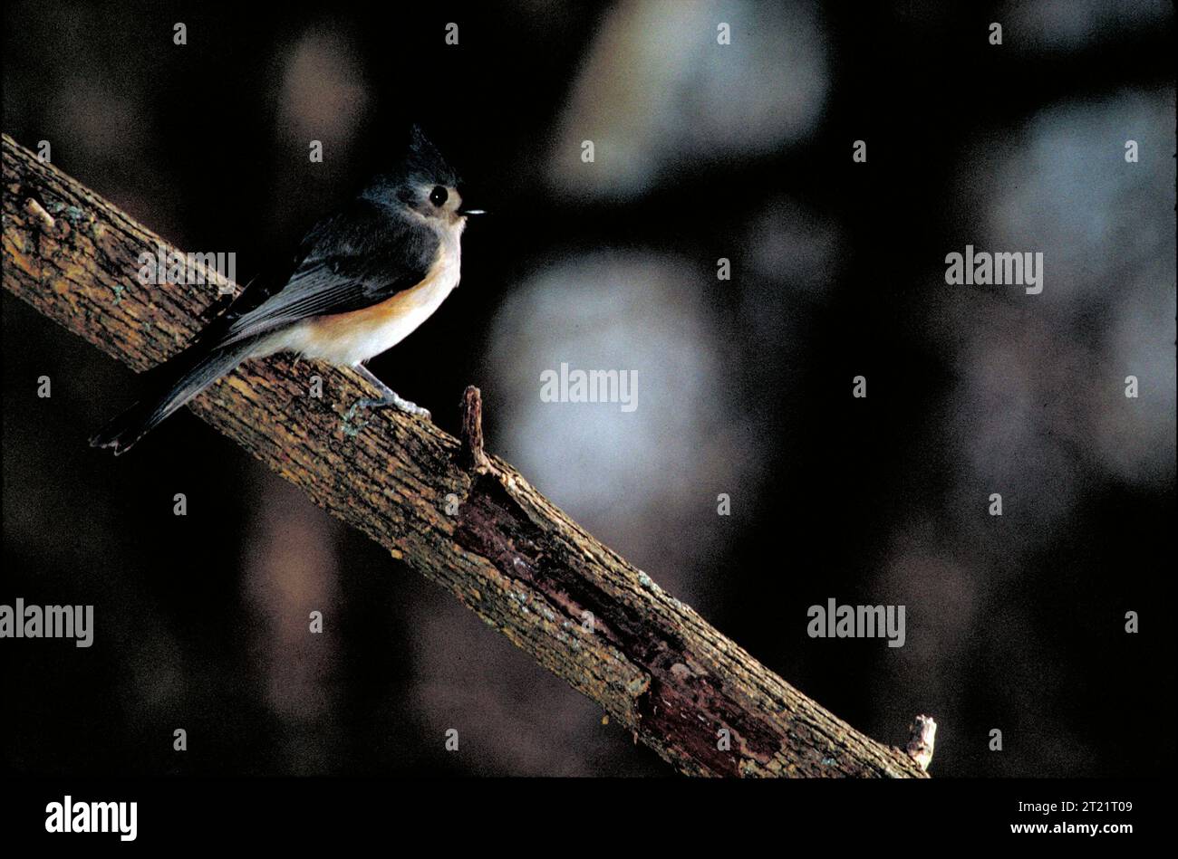 Un Titmouse rovesciato è appollaiato su un vecchio ramo, visto da un lato. Questo piccolo uccello non migratorio è noto per la sua cresta tufata e il comportamento acrobatico quando si nutrono nelle foreste o nelle aree suburbane. Foto Stock