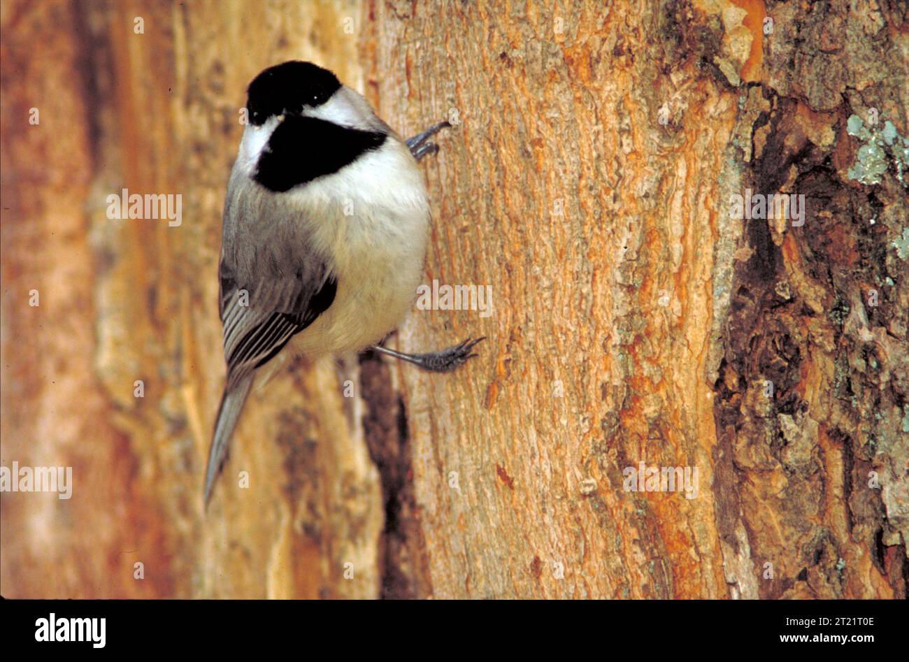 Il Carolina chickadee è arroccato su un tronco verticale di alberi, visto dalla parte anteriore. Questo piccolo uccello non migratorio è noto per la sua testa con il cappuccio nero e le guance bianche, comunemente presenti nelle foreste e nei boschi. Foto Stock