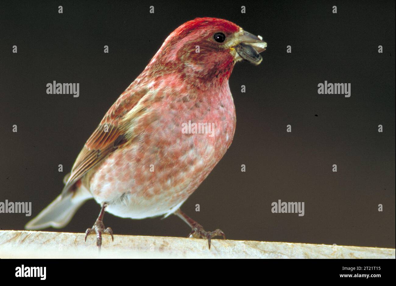 Un Finch viola si erge con un seme nel becco, visto dalla parte anteriore con l'uccello che guarda di lato. Questa specie di finch è nota per il suo piumaggio luminoso e si trova comunemente nelle foreste o nei mangiatori di cortile durante l'inverno. Foto Stock