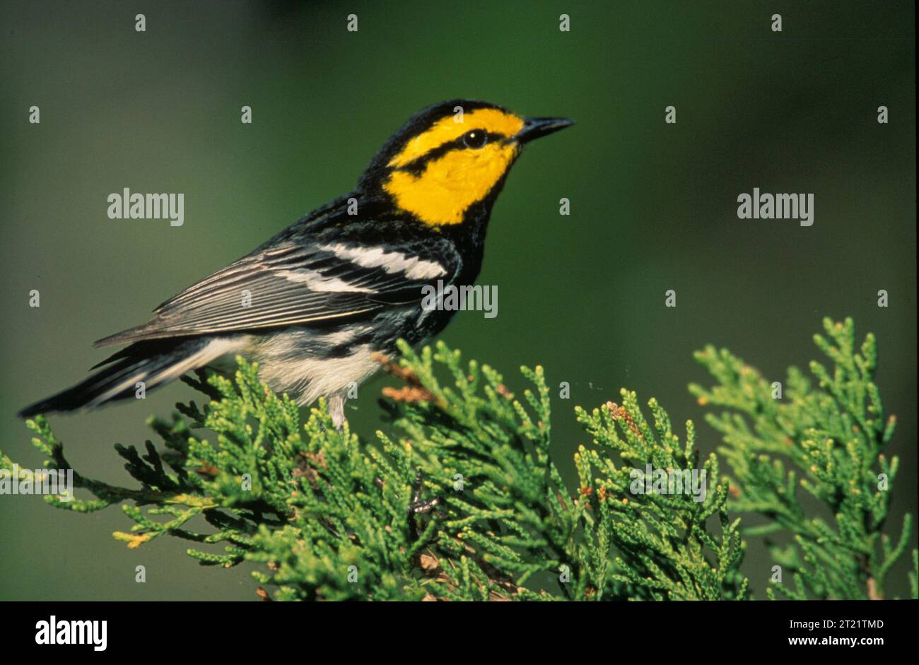 Un Warbler dalle guance dorate poggia su un ramo sempreverde, una specie di uccelli in via di estinzione che si riproduce nei boschi del Texas centrale e si basa su habitat di ginepro-quercia. Foto Stock