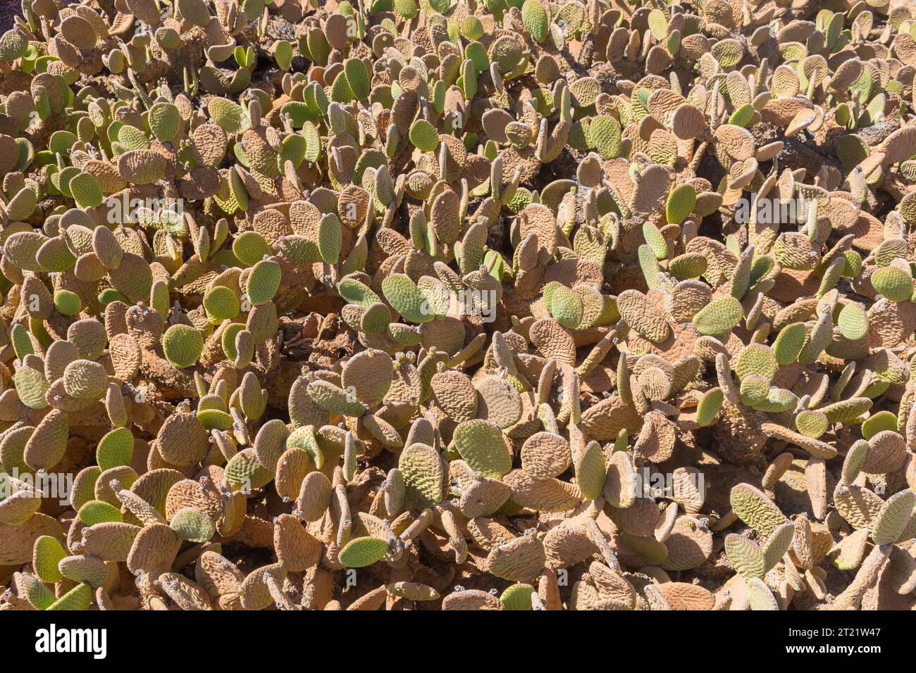 Piante tropicali consistono lo sfondo sotto il sole Foto Stock
