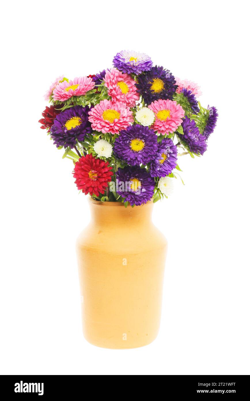 Disposizione dei fiori di aster in un vaso di terracotta isolato contro il bianco Foto Stock