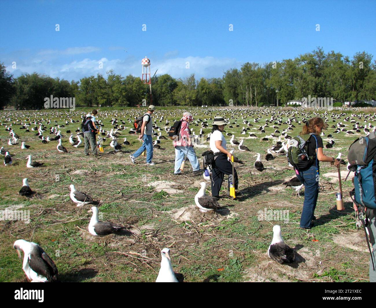 I biologi sull'isola di Sand, l'atollo Midway, conducono un'ampia indagine di nidificazione dell'albatro Laysan. I dati raccolti aiutano a monitorare la popolazione della specie e informano le strategie di conservazione in corso nella zona. Foto Stock